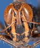 CollectionObject 1535848; 1c59940d-b829-46b1-9bf3-8d9c2df4ac33: male, frontal view. (CollectionObject).