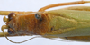 CollectionObject 1520826; 3535daa6-c002-4c65-b34c-bdf08d386b01: male, dorsal view (paratype). (CollectionObject).