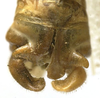 CollectionObject 1505878; d933f830-6bdd-4241-b166-0465ee622bb9: male cerci (syntype). (CollectionObject).;CollectionObject 1505879; 8a29884e-38dd-469c-a700-256fd96f53de: male cerci (syntype). (CollectionObject).