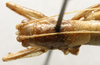 CollectionObject 1535920; 5c569b3a-fbca-4f2a-bee2-1bb8a364b960: female pronotum, dorsal view (paralectotype). (CollectionObject).