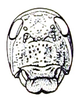 Physophorina livingstonii Westwood, 1874: Fig. 28.3. male face. (Otu).