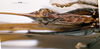 CollectionObject 1506475; MHNG 3225777, b9ca49f8-4cce-4863-a9f8-edfbeeb8cceb: female subgenital plate. (CollectionObject).
