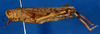 CollectionObject 1519196; fd50aa43-6ecd-4cf4-a131-d2df5d0b5bca: female, lateral view (holotype of Cyrtacanthacris notata). (CollectionObject).