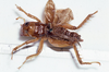 CollectionObject 1505952; 9fa832af-4524-4260-bfb4-379d61bf6e98: female, dorsal view (holotype). (CollectionObject).