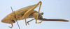 CollectionObject 1516830; 6449a96d-79c6-4da7-9702-c9cb0d4bdc52: female, lateral view (holotype of Conocephalus latifrons). (CollectionObject).
