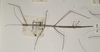 CollectionObject 1559064; 9c130f70-dfb2-439a-b847-574d280b5c2d: copyright OUMNH. female (holotype). (CollectionObject).