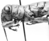 CollectionObject 1526824; 31472076-547c-427c-95ef-5b9bac53a247: male head and pronotum, lateral view. (CollectionObject).