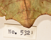 CollectionObject 1561247; 985ffc88-46ed-4992-8c74-4437d7c56b52: copyright UMO. female of Phyllium pulchrifolium end of abdomen, dorsal view (holotype). (CollectionObject).
