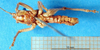 CollectionObject 1502149; 86f71904-2300-40d8-9a46-0ae9ce868b3f: male, ventral view (syntype of Anthracites kilimandjaricus). (CollectionObject).