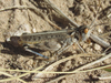 Aulocara elliotti (Thomas, 1870): female (King Canyon Road, about 5.5 miles south of Chadron, Nebraska, 27 June 2020). (Otu).