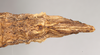 CollectionObject 1558986; 0c8a6eff-4dce-4812-9bfd-ef67ba0b7b25: copyright Natural History Museum, London. female: end of abdomen, ventral view. (CollectionObject).