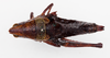 CollectionObject 1504682; 07a99841-148f-412c-b4d0-23aecb6017fa: female, dorsal view (holotype of Monistria umbratilis). (CollectionObject).