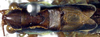 CollectionObject 1504141; 799df5be-c32d-40ea-8593-f6379473d49c: male pronotum and wings (holotype). (CollectionObject).