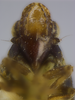 Head on Papagona papoosa Ball, 1935: (Observation).