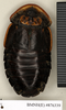 CollectionObject 1572960; 88aa3f46-c5fd-4fc0-afeb-ed933c414658: Copyright Natural History Museum, London. Non-type (adult female) in BM(NH). Dorsal view. (CollectionObject).