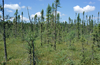 2005. habitat (spruce bog in northwestern Ontario). Depicts Sphagniana sphagnorum (Walker, 1869), an Otu.