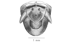 Salvadoracris nigritus Matiotti da Costa & Silva Carvalho, 2006: Fig. 1C. male abdomen tip, dorsal view. (Otu).