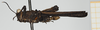 CollectionObject 1592592; 9a1878a7-a422-41ce-bab5-d6cb46c3e783: male, lateral view (holotype). (CollectionObject).