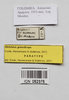 female, data labels (paratype). Depicts CollectionObject 1573548; c6a91e02-ff5c-409b-af8a-a73d789c6788, a CollectionObject.