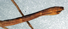 CollectionObject 1561649; NMW 340', 97822bc6-0977-4228-ab32-050e0be07a46: copyright NMW, Vienna. female: end of abdomen, lateral view (syntype). (CollectionObject).