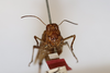 CollectionObject 1594432; f63ed9ec-8d46-4d69-aef4-a070bfc3ea2a: female, frontal view (syntype). (CollectionObject).
