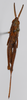 CollectionObject 1543153; 1f8808ab-2fdf-4275-a322-8507c94d314f: male, syntype. (CollectionObject).