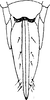 Ovipositor on Dikraneura (Dikraneura) mali (Provancher, 1890): Ovipositor. (Observation).