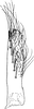 Subgenital plate, ventral view on Chudania delecta Distant, 1908: Subgenital plate. (Observation).