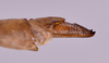 CollectionObject 1582743; 8a62fca2-6227-4fb0-b704-f0512f426914: female, ovipositor lateral view (holotype). (CollectionObject).