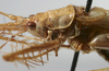 CollectionObject 1476060; 24d09a36-2f7f-45f2-861e-b040af05ccfa: male pronotum, lateral view (holotype). (CollectionObject).
