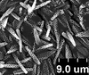 Brochosomes: !! display not done !! on Oncometopia (Oncometopia) orbona (Fabricius, 1798): OM238 | U.S.A., Missouri, Adams Co., near Cranfield | 7/27/1970 | INHS. (Observation).