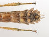 CollectionObject 1590159; e86c7da8-db53-421f-847b-132d6e3ea04a: copyright MNHN, Paris. female: end of abdomen, ventral view (neotype). (CollectionObject).