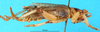 CollectionObject 1502288; f4dba66e-d744-447c-9ff2-89fcfba7f4d3: female, lateral view. (CollectionObject).