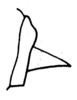 Axyronotus cantralli Dirsh & Mason, 1979: Fig. 5, 10. male left cercus, lateral view. (Otu).