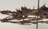 CollectionObject 1577049; 313d62c4-8fe0-4fea-ac1c-777a0eb59eda: copyright ZIN St. Petersburg. male: head & thorax, lateral view (holotype). (CollectionObject).