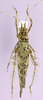 CollectionObject 1513178; 6270469a-0578-4f02-afbd-d9f960f35f2f, cbt063s02: male, dorsal view (holotype). (CollectionObject).