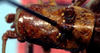Canariola willemsei Morales-Agacino, 1959: male pronotum, dorsal view (paratype). (Otu).
