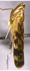 Habitus, lateral view on Cunedda hyalipictata (Li & Wang, 2006): (Observation).