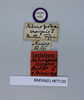 Aeluropoda insignis Butler, 1882: Copyright Natural History Museum, London. LT data labels. (Otu).