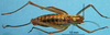 CollectionObject 1536542; f4cc5f53-45db-4dee-b718-606926a51ef8: male, dorsal view (paratype). (CollectionObject).