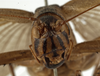 CollectionObject 1529702; cbf8622a-78d1-4659-a22a-24ff7e6ae02a: female, frontal view (holotype). (CollectionObject).