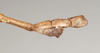 CollectionObject 1558212; NHMUK(SF IMPORT DUPLICATE) 845022, 464d8bf8-b5de-4bc4-a20e-1f290bc5ab0b: copyright Natural History Museum, London. male: end of abdomen, lateral view of Ctenomorpha tessulata (syntype). (CollectionObject).