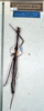 CollectionObject 1561663; NMW 313, 7e3f3992-8c22-4862-8eb8-c7d2dbfc9c6d: copyright NMW, Vienna. male (holotype). (CollectionObject).