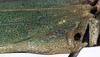 CollectionObject 1532272; NMW 1008, fa22d077-e641-46a0-873a-55f5427a9bcd: male, base of left tegmen (holotype). (CollectionObject).