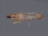 Habitus, lateral view on Dziwneono sagittata Dworakowska, 1993: (Observation).