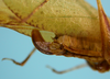 CollectionObject 1542937; d7a89df5-901d-409f-b356-2505a4c39892: female, apex of the abdomen lateral view (allotype not described). (CollectionObject).