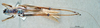 CollectionObject 1572390; b3fdd5c0-f3dd-46ce-a754-c4845686ae57: male, dorsal view. (CollectionObject).