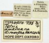 CollectionObject 1578175; OUM 735 3/4, 0bcfa692-5174-4680-b729-a9b0cc56c50d: male, labels (syntype). (CollectionObject).