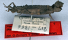 CollectionObject 1561263; NMW 42, 161332a8-b819-491a-a030-9d2d452ae4c5: copyright NMW. female, lateral view (syntype). (CollectionObject).