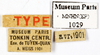 CollectionObject 1587159; MNHN(SF IMPORT DUPLICATE) MNHN-EP-EP1029, 0aaa86c3-c807-42ba-ae09-fc46f4e717f2: CC BY-NC-ND 4.0/MNHN - Depraetere Marion - 2014. Type, female, of magnifica Shelford, 1907. Specimen number: MNHN-EP-EP1029. http://coldb.mnhn.fr/catalognumber/mnhn/ep/ep1029. (CollectionObject).